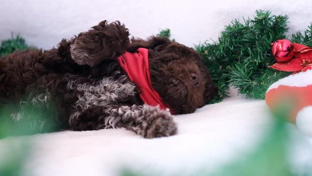 Hands stroking a puppy lagotto romagnolo. A cute and funny christmas lagotto romagnolo puppy dog with christmas decoration. Christmas concept, postcard. Slow motion