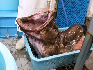 あんこう　アンコウ　鮟鱇　Anglerfish　Lophiomus setigerus