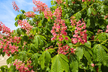 beautiful pink flowers on the tree in the open field