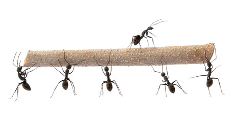 group of black ants working together to carrying a small branch isolated on white background.