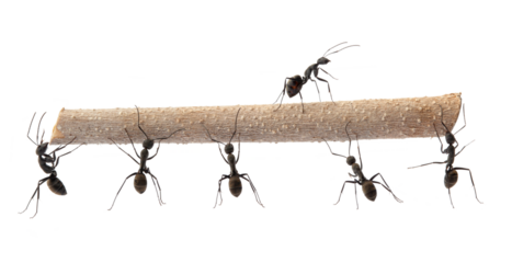group of black ants working together to carrying a small branch isolated on white background.