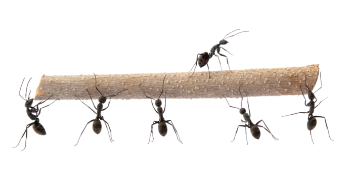 group of black ants working together to carrying a small branch isolated on white background.