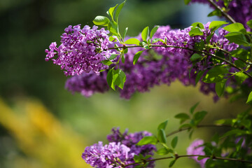 flowers in the garden