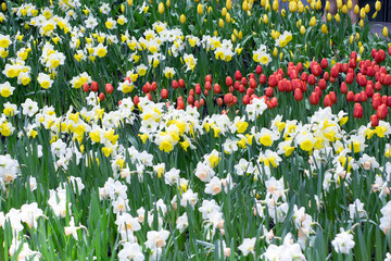 Tulip flower garden and many kinds of flowers