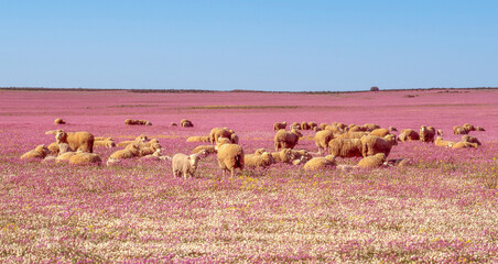 Merino Sheep Among Purple Wildflowers