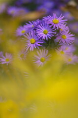 Fototapeta premium Colorful floral background. blue purple aster flowers close-up. chrysanthemum blur.