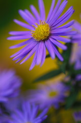 Obraz premium Colorful floral background. blue purple aster flowers close-up. chrysanthemum blur.