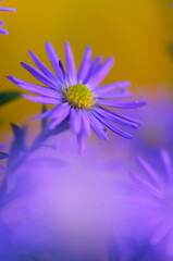 Obraz premium Colorful floral background. blue purple aster flowers close-up. chrysanthemum blur.