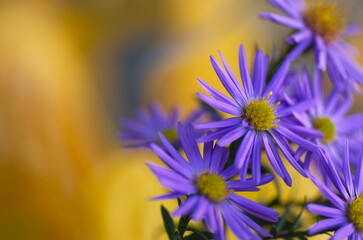 Obraz premium Colorful floral background. blue purple aster flowers close-up. chrysanthemum blur.
