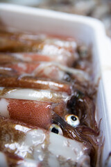 ヤリイカ　spear squid　Heterololigo bleekeri