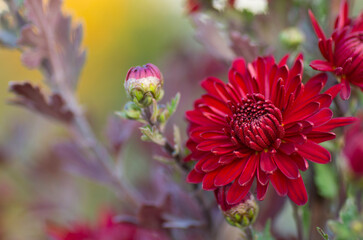 Bright colorful floral background. Red burgundy chrysanthemum flowers in the garden.
