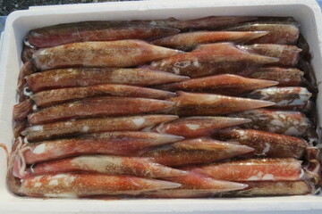 ヤリイカ　spear squid　Heterololigo bleekeri