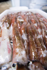 ヤリイカ　spear squid　Heterololigo bleekeri