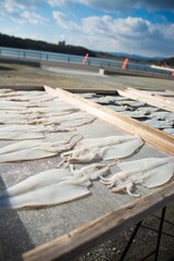 イカの干物　一夜干し　天日干し　Dried squid, dried overnight, sun-dried
