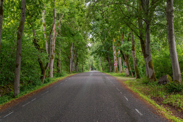 Obraz premium road in the forest