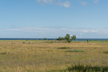 Fototapeta na wymiar Landsacape in island Abruka, Estonia