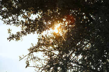 Sunlight seeping through the leaves of the tree