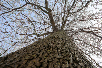 Bottom view of the tree trunk