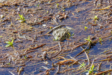 A frog looks out of the water plants on the shore of a lake
