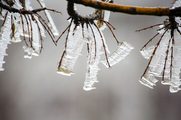 winter landscape with trees and snow