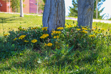 Yellow wildflowers under the tree