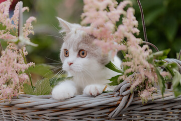Katze im Sommer, Kätzchen spielt im Garten 
