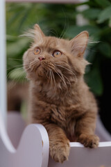 Katze im Sommer, Kätzchen spielt im Garten 