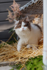 Katze im Sommer, K&auml;tzchen spielt in der Scheune