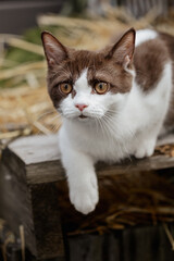 Fototapeta na wymiar Katze im Sommer, Kätzchen spielt in der Scheune