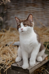 Katze im Sommer, Kätzchen spielt in der Scheune