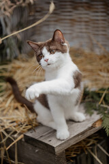 Katze im Sommer, Kätzchen spielt in der Scheune