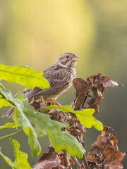 robin in the garden