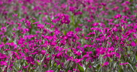 Obraz premium Rose campion - silene coronaria - beutiful plant for the naturalistic punk garden.