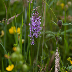 Wild meadow naturalistic garden  -  Common spotted orchid and buttercups - Scottish native plants create beautiful wildflower meadow.