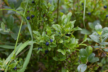 Wild meadow naturalistic garden  with edible wild fruit -  billberry -  Scottish native plants create beautiful wildflower meadow.