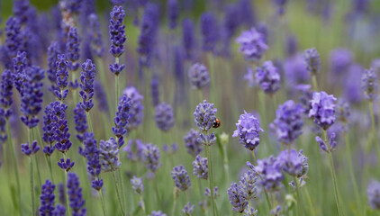 English Lavender - ' Loddon Blue' Lavandula angustifolia or officinalis -  ornamental plant in cottage gerden with dark blue flowers. - 629827360