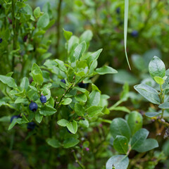 Wild meadow naturalistic garden  with edible wild fruit -  billberry -  Scottish native plants create beautiful wildflower meadow.