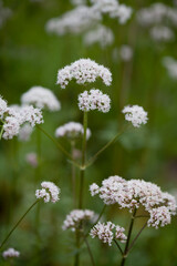 Valerian  - Valeriana officinalis, is a perennial flowering plant native to Europe and Asia.