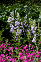 Obraz premium Rose campion - silene coronaria - beutiful plant for the naturalistic punk garden.