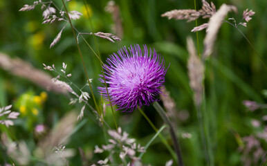 Wild meadow naturalistic garden  -  Scottish native plants create beautiful wildflower meadow.