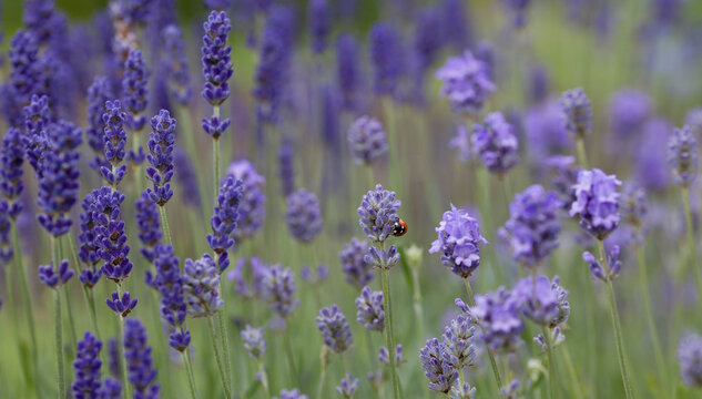English Lavender - ' Loddon Blue' Lavandula angustifolia or officinalis -  ornamental plant in cottage gerden with dark blue flowers.