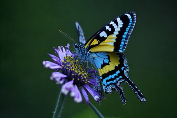 butterfly on flower