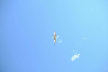 Seagull is against the blue sky.