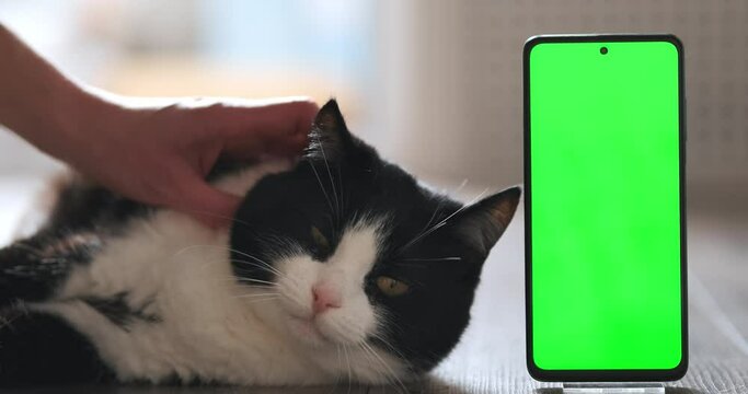 Happy cat lying near phone green screen, closeup. 4k static footage. Woman hand stroking, caring feline pet at home kitchen. Mock up copy space. Blank background. Love, care about fluffy cute kitten