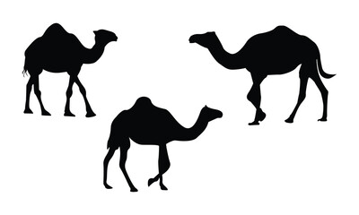 Silhouettes of camel-vector