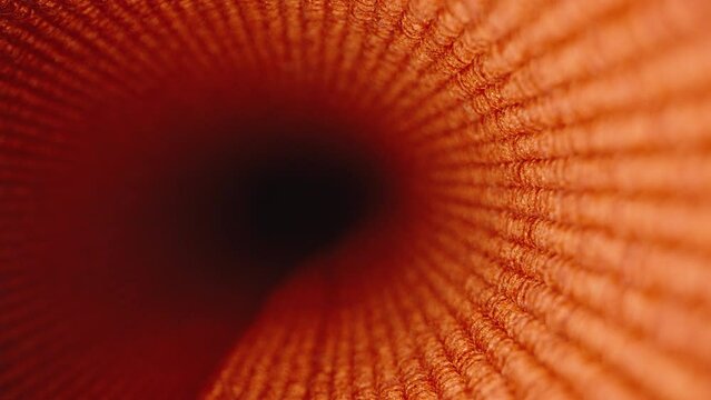 Inside a rolled-up red fabric, the focus shifts to a close-up. Macro.