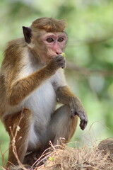sri lankan monkey 