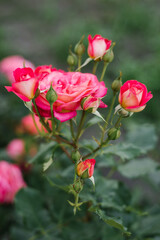 Pink rose flower in the garden in summer