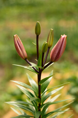 Asian lily in buds in the summer garden