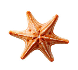 a starfish isolated